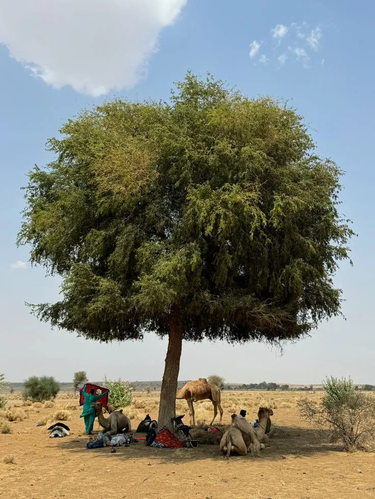 One broad tree standing alone on dry open ground, camels resting in its shade with their saddles and bundles set down beside them and a person in green and red at the trunk. Scrub and pale grass run to the horizon.