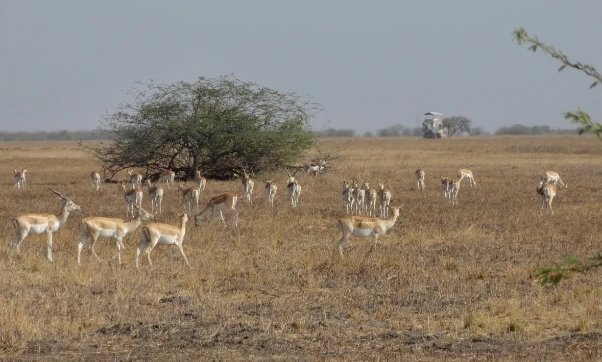 A herd of blackbuck spread across dry golden grassland, does and young among them and a horned male at the near left. One broad thorn tree stands behind them and a watchtower shows small in the haze beyond.