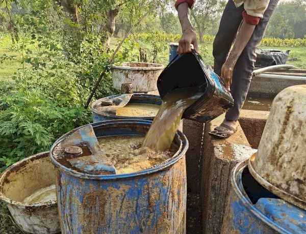 A man pouring a bucket of brown fermented liquid into one of several blue drums standing in a field.