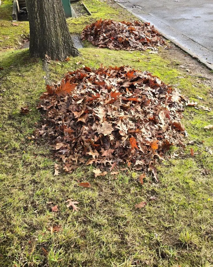 Two piles of dry brown oak leaves raked up on grass beside a tree and a roadside.