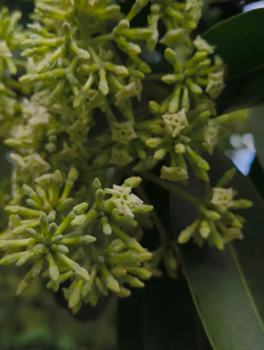 Dense clusters of small Saptaparni flowers, pale green tubes opening into creamy five-pointed stars, among the dark whorled leaves of the tree.