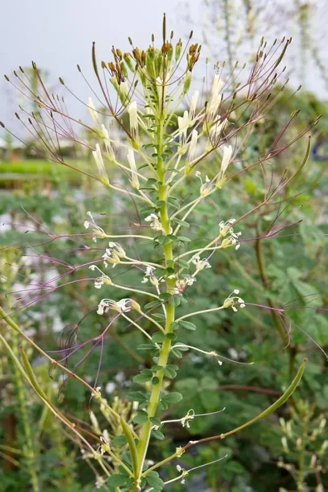 તલવણી (Cleome gynandra)