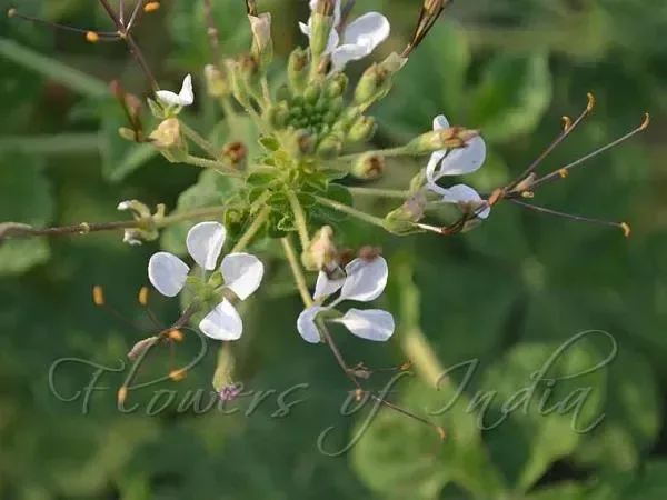 તલવણી (Cleome gynandra)
