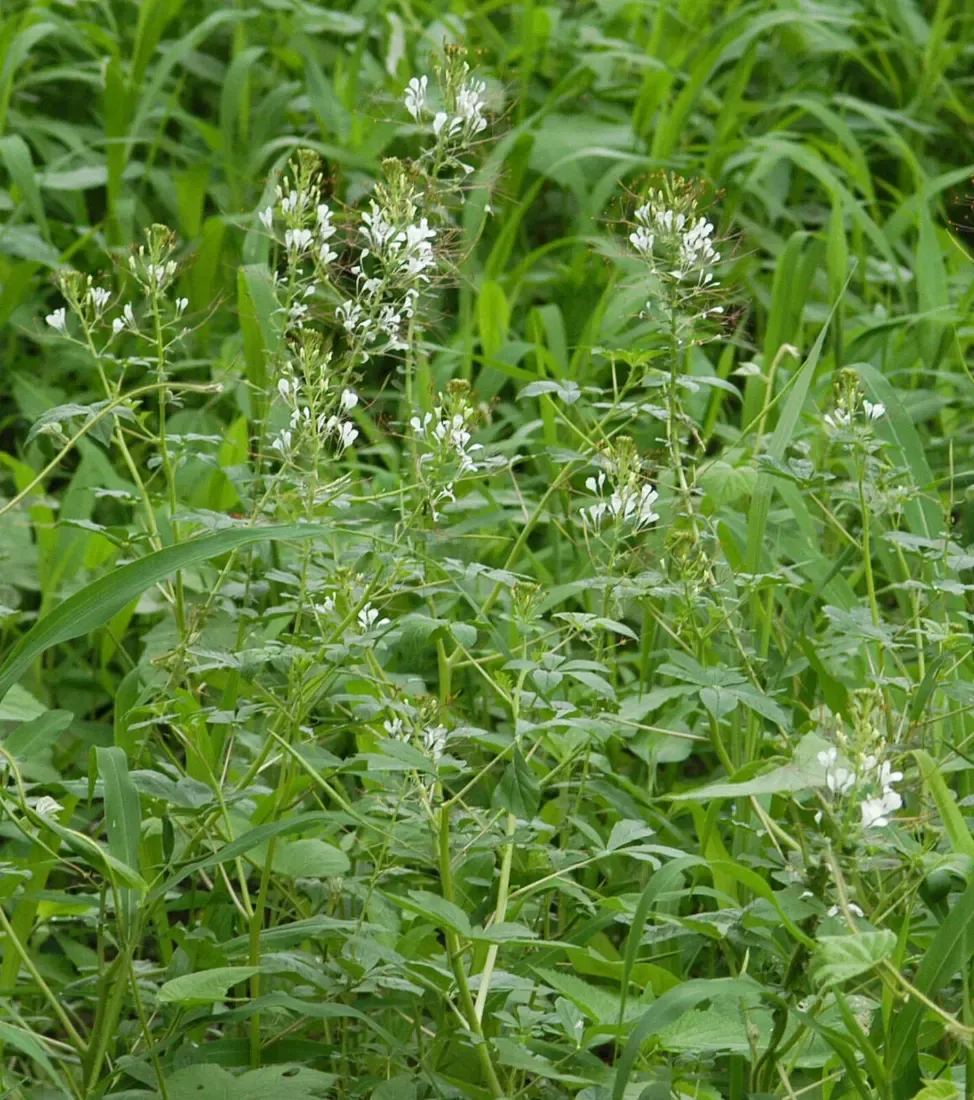 તલવણી (Cleome gynandra)