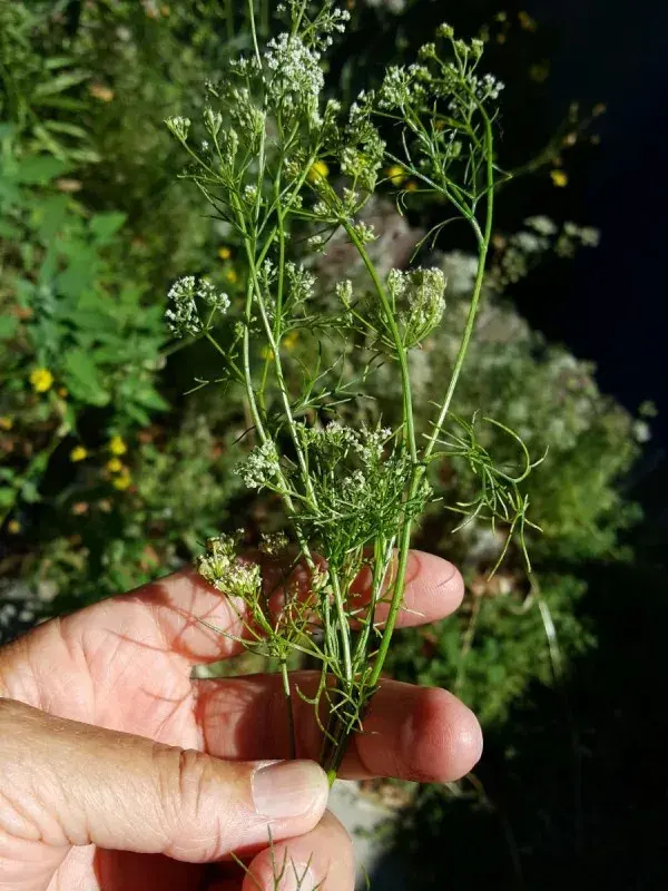 અજમો (Trachyspermum ammi)