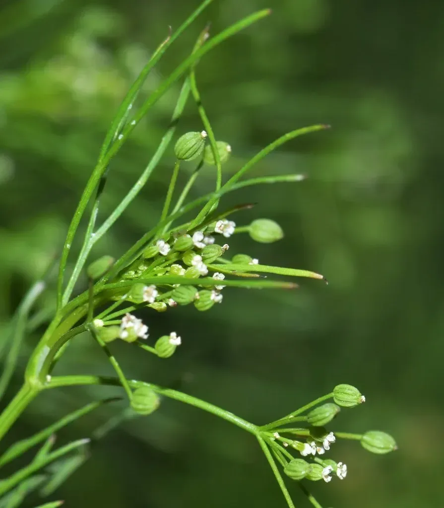 અજમો (Trachyspermum ammi)
