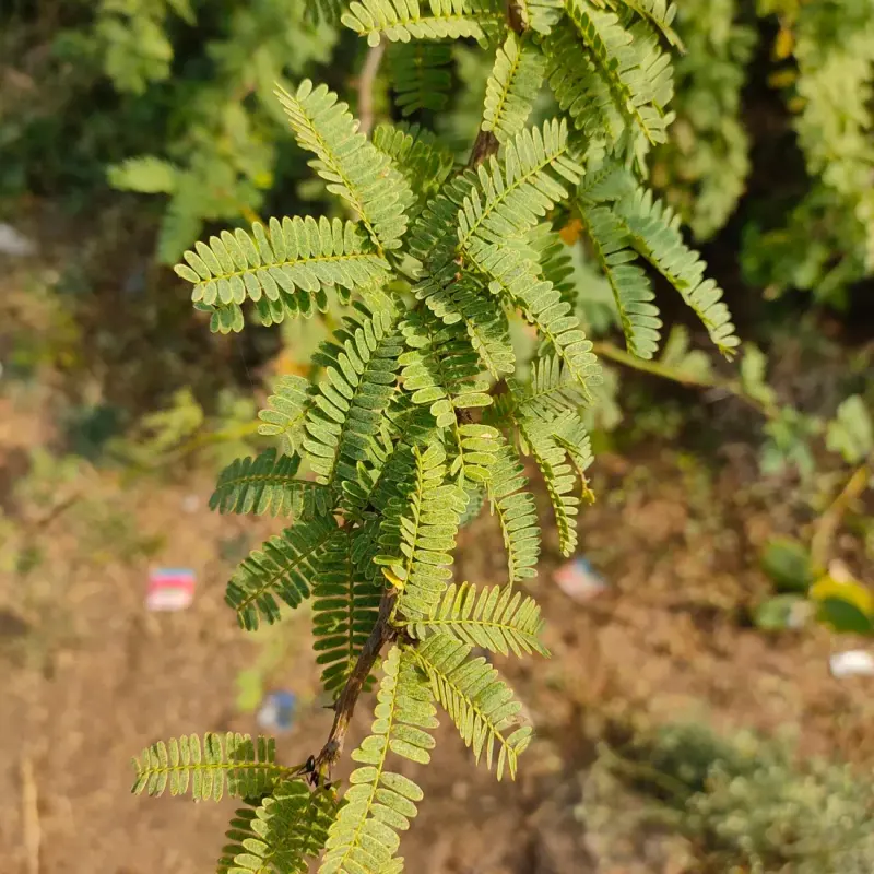 ગાંડો બાવળ (Prosopis juliflora)