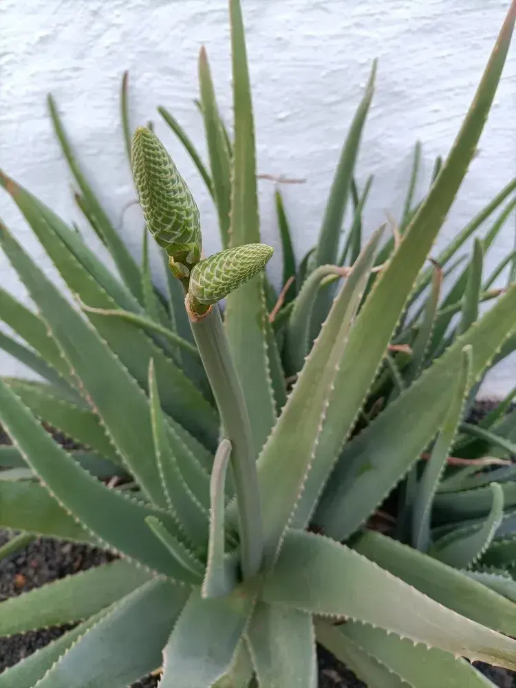 Aloe Vera (Aloe vera)