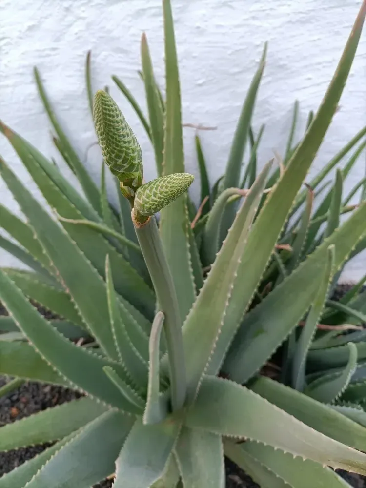Aloe Vera (Aloe vera)