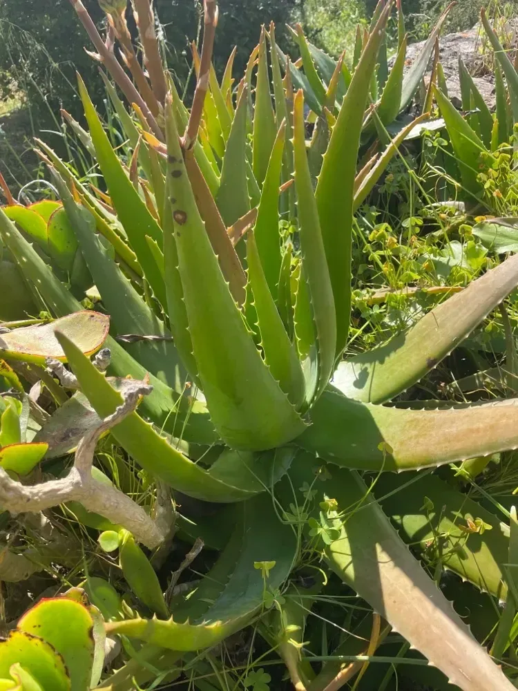 Aloe Vera (Aloe vera)