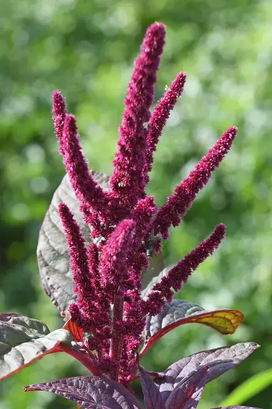 તાંદળજો (Amaranthus spp. (commonly A. tricolor for leafy amaranth))
