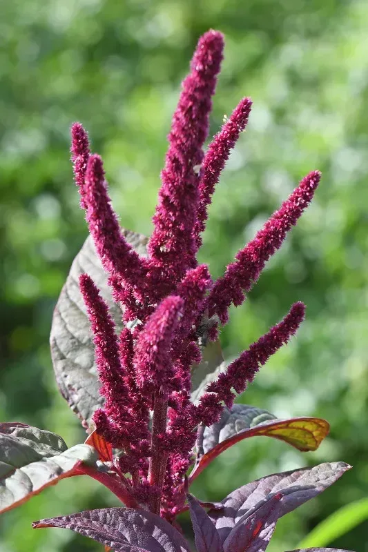 તાંદળજો (Amaranthus spp. (commonly A. tricolor for leafy amaranth))