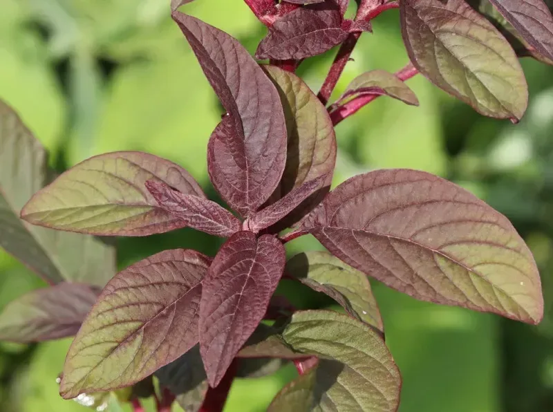તાંદળજો (Amaranthus spp. (commonly A. tricolor for leafy amaranth))
