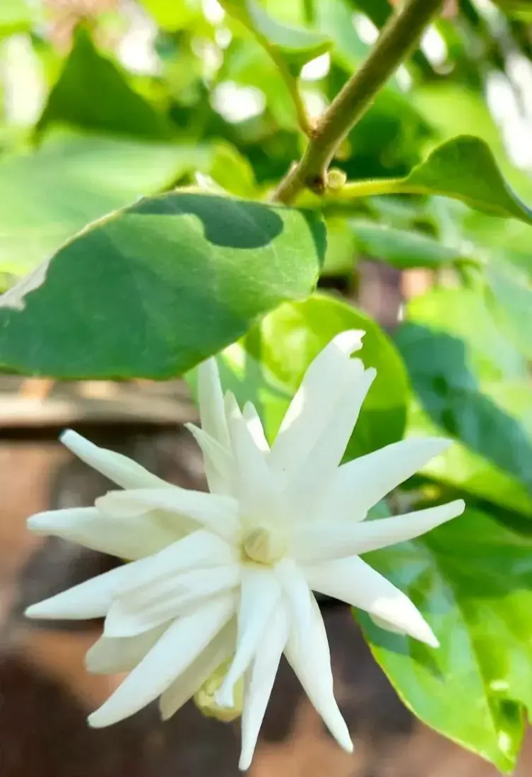 મોગરો (Jasminum sambac)