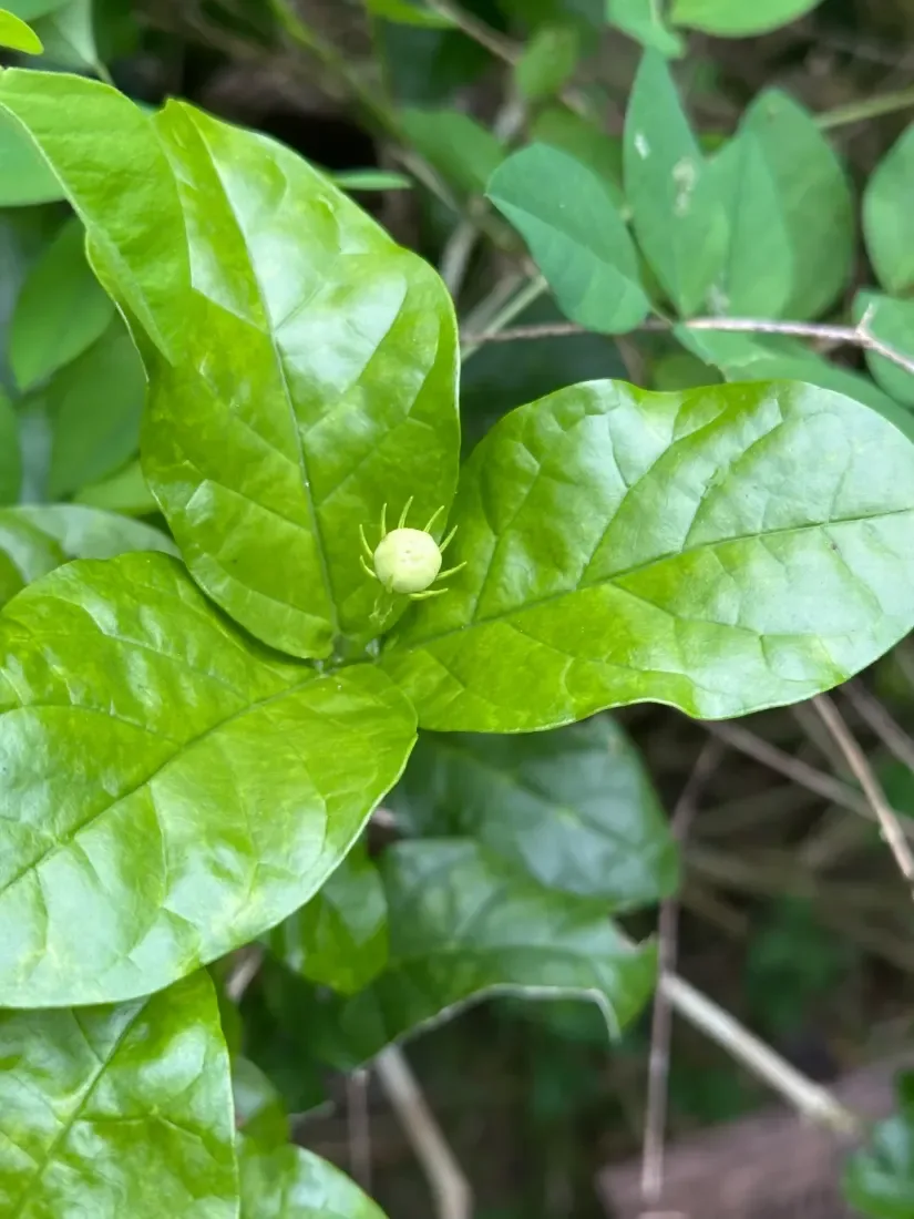 મોગરો (Jasminum sambac)