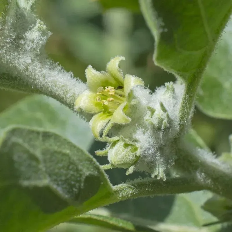 અશ્વગંધા (Withania somnifera)