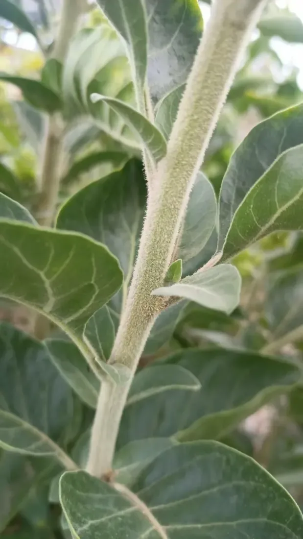 અશ્વગંધા (Withania somnifera)