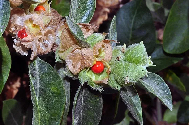 અશ્વગંધા (Withania somnifera)