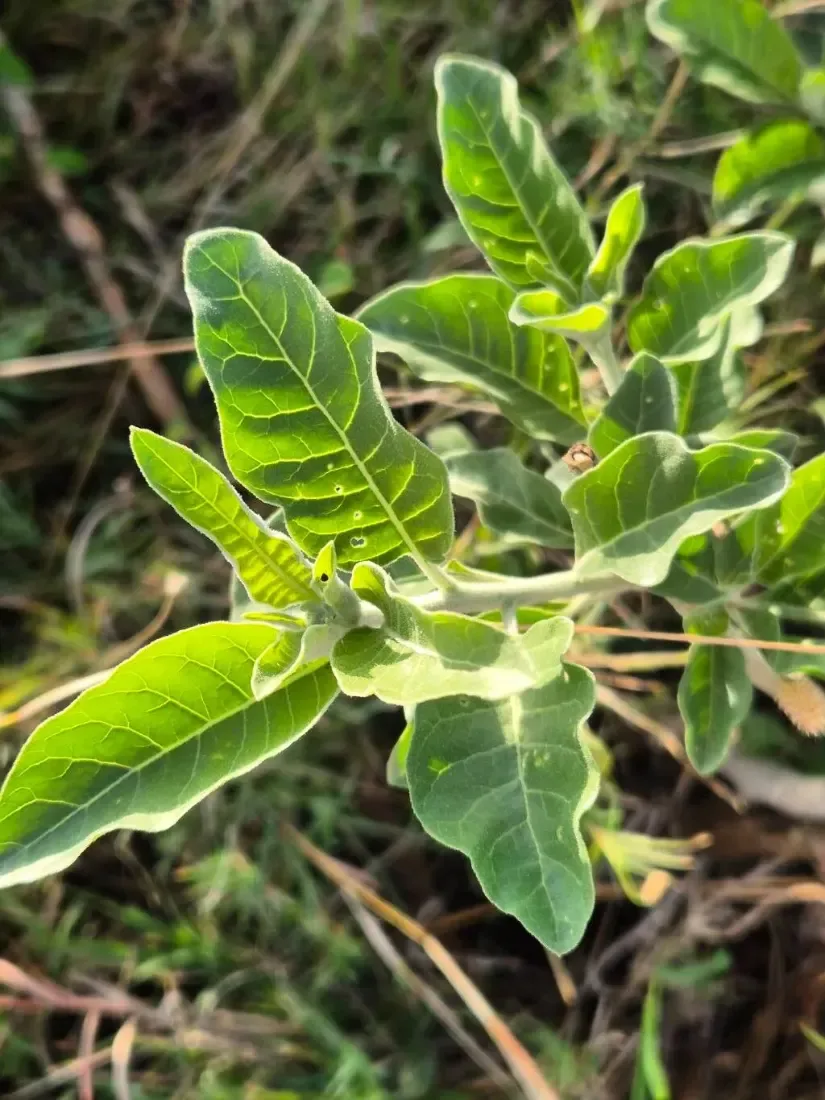 અશ્વગંધા (Withania somnifera)