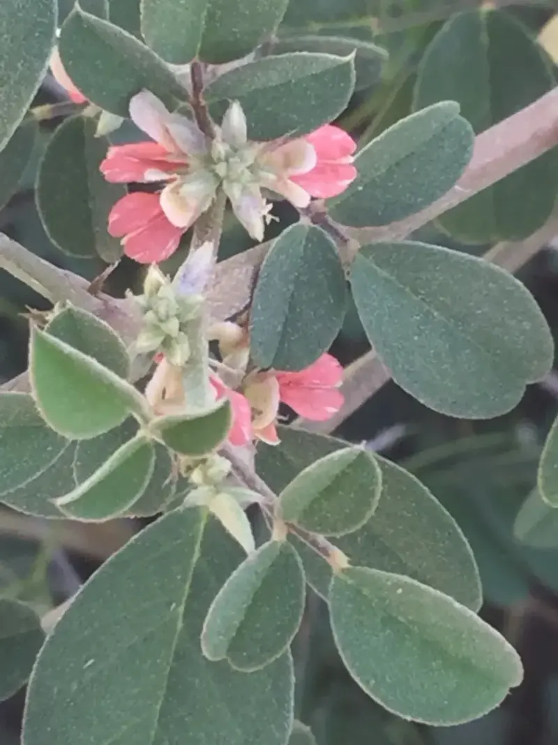 Asian indigo (Indigofera trita var trita)