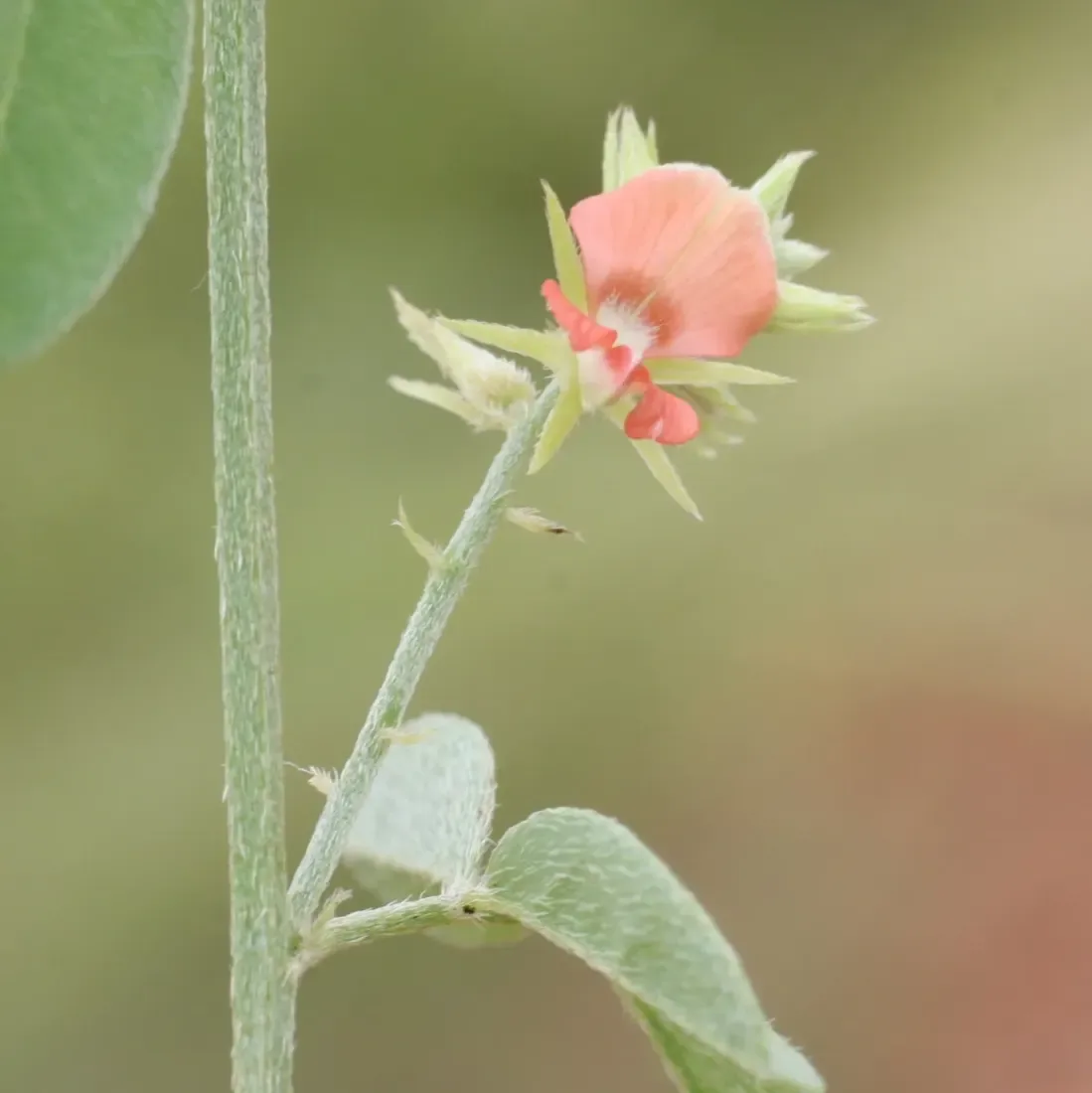 Asian indigo (Indigofera trita var trita)