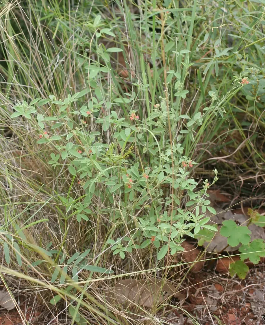 Asian indigo (Indigofera trita var trita)