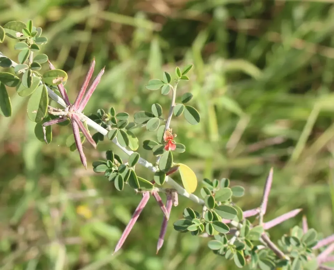 Asian indigo (Indigofera trita var trita)