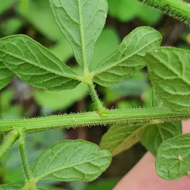 પીળી તલવણી (Cleome viscosa)