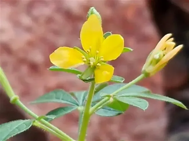 પીળી તલવણી (Cleome viscosa)