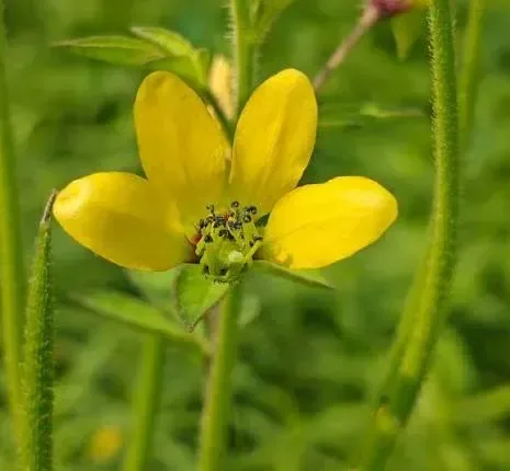 પીળી તલવણી (Cleome viscosa)