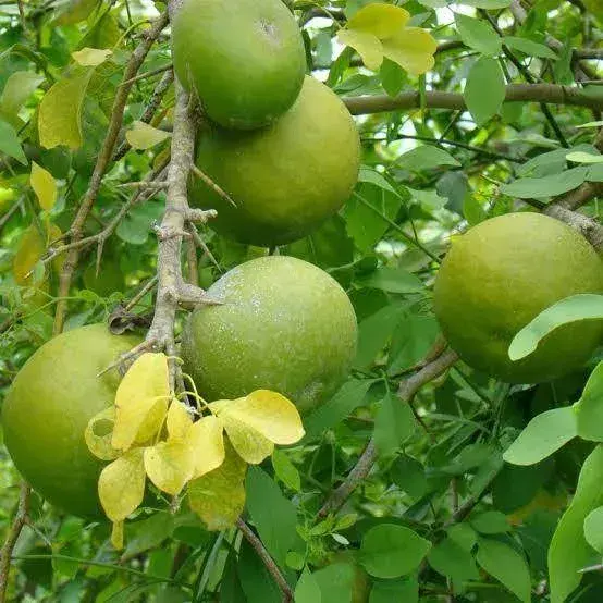 બીલી (Aegle marmelos)