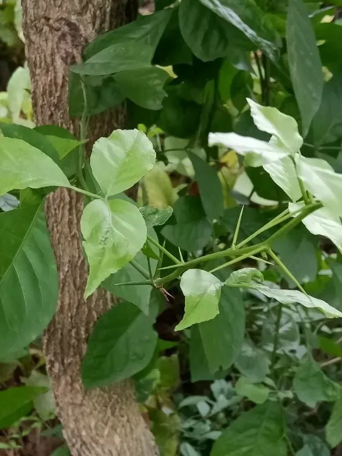 બીલી (Aegle marmelos)