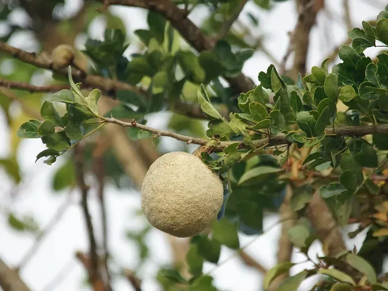 બીલી (Aegle marmelos)