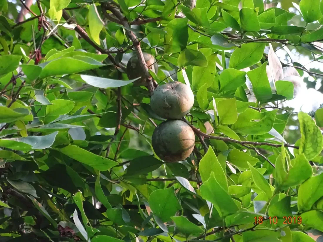 બીલી (Aegle marmelos)