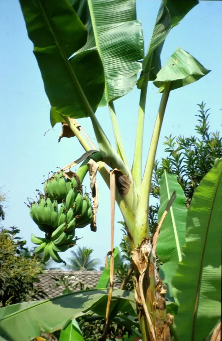 કેળાં (Musa spp. (cultivated bananas are hybrids/cultivars involving M. acuminata and M. balbisiana))