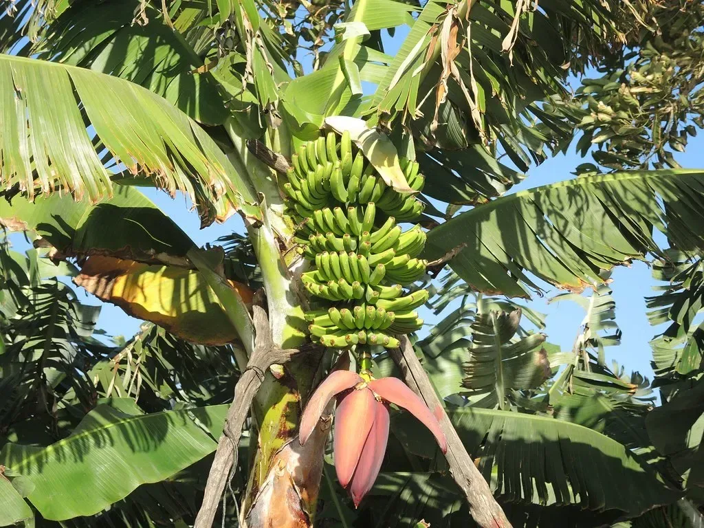 કેળાં (Musa spp. (cultivated bananas are hybrids/cultivars involving M. acuminata and M. balbisiana))