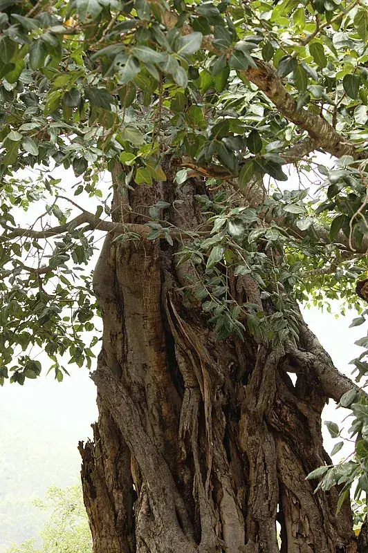 વડ (Ficus benghalensis)