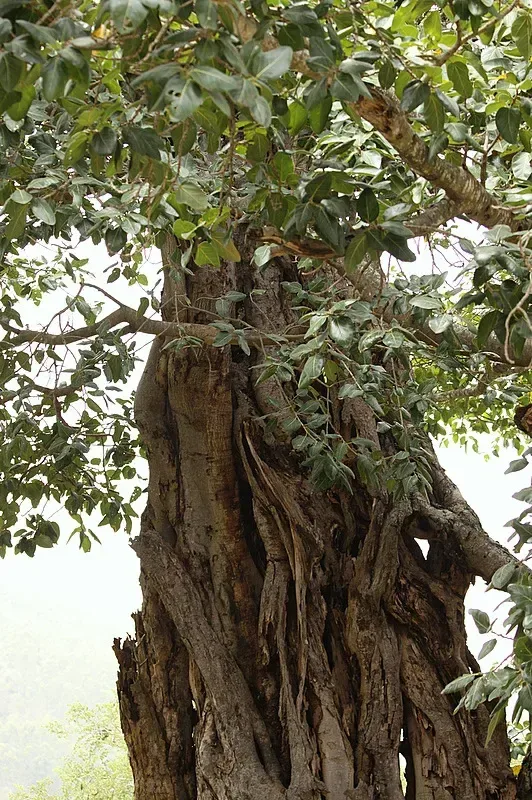 વડ (Ficus benghalensis)