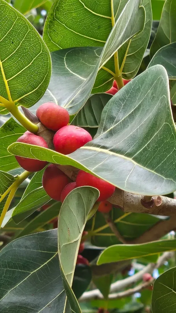 વડ (Ficus benghalensis)