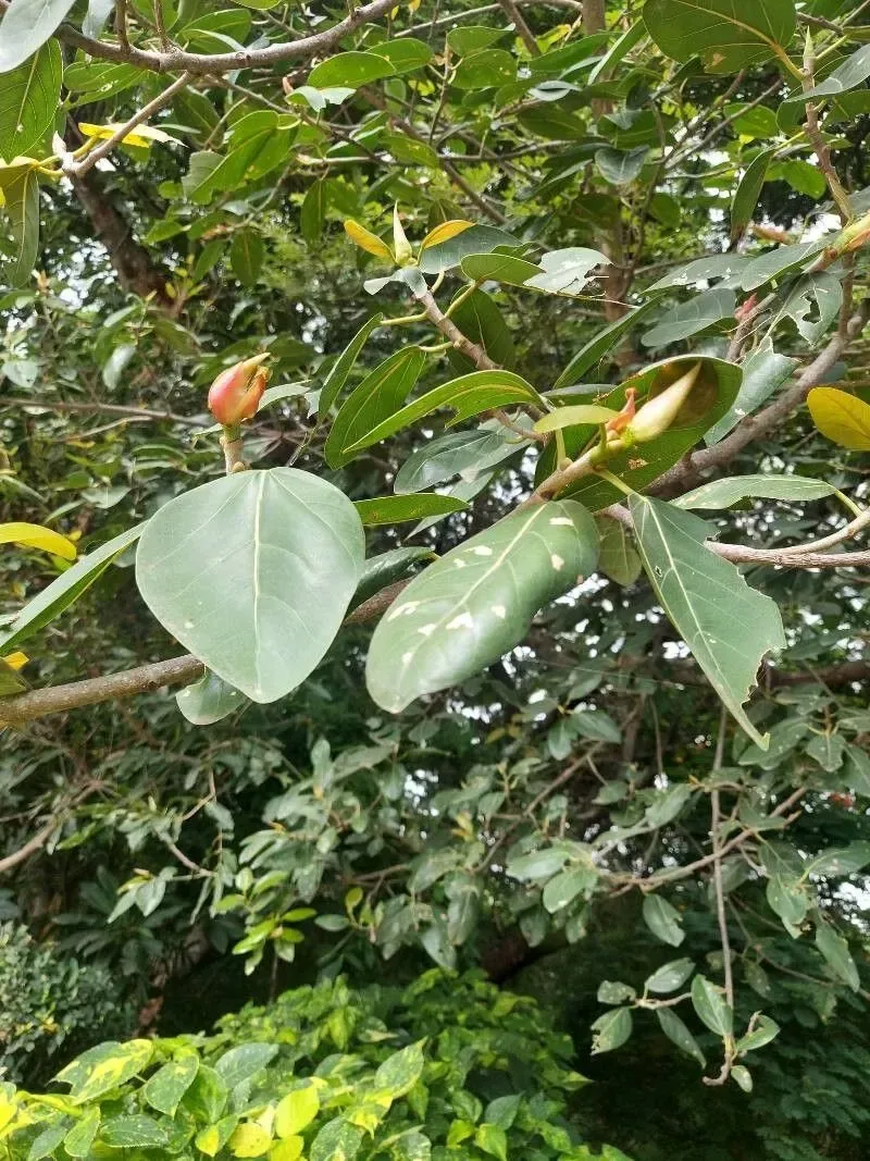 વડ (Ficus benghalensis)