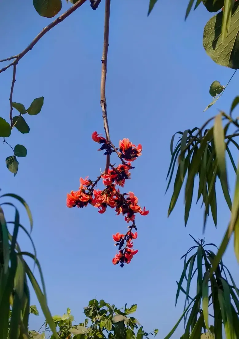 કેસૂડો (Butea monosperma)
