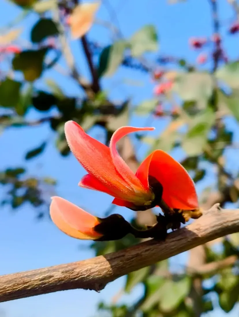 કેસૂડો (Butea monosperma)