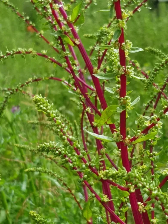 બીટ (Beta vulgaris)