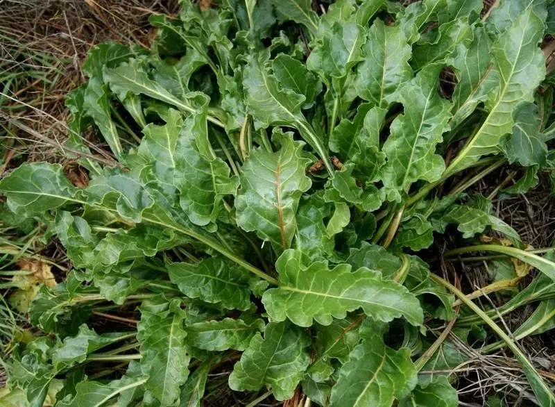 બીટ (Beta vulgaris)