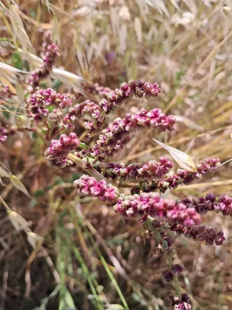 બીટ (Beta vulgaris)