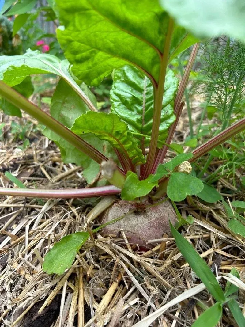 બીટ (Beta vulgaris)
