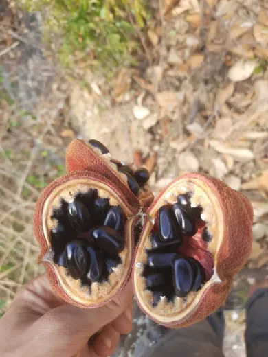 ડવલો (Sterculia guttata)