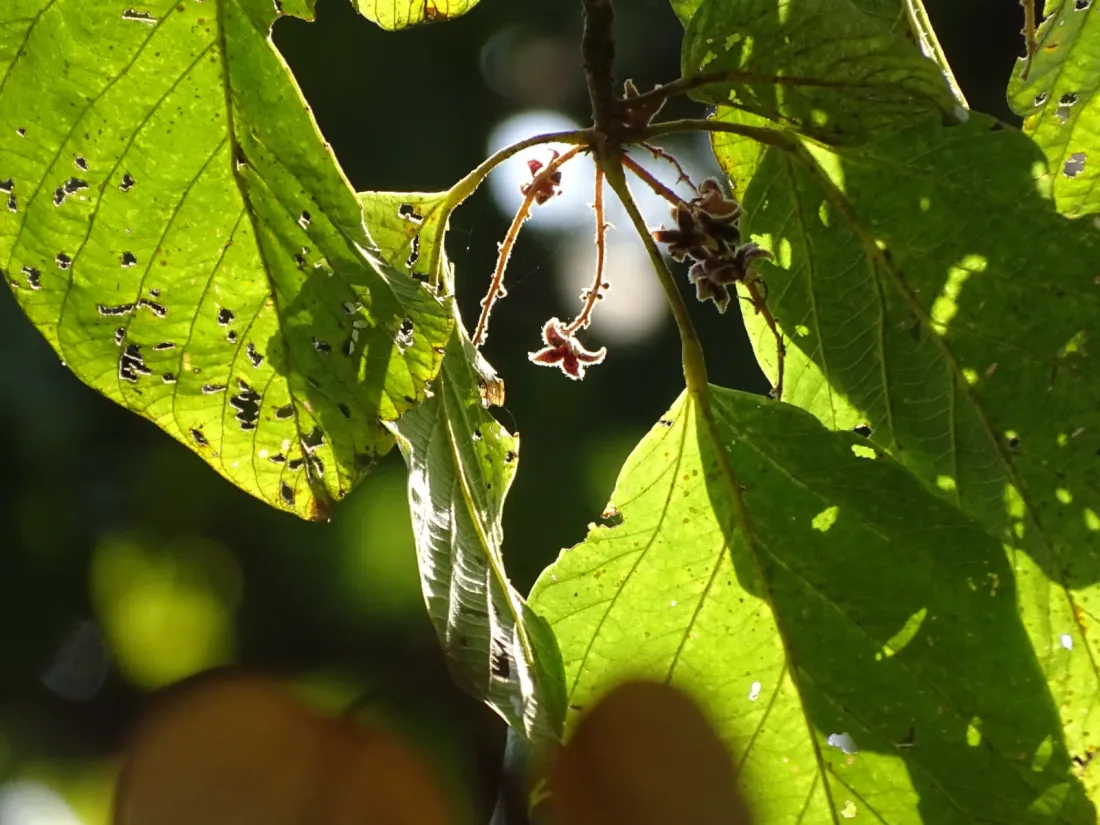 ડવલો (Sterculia guttata)