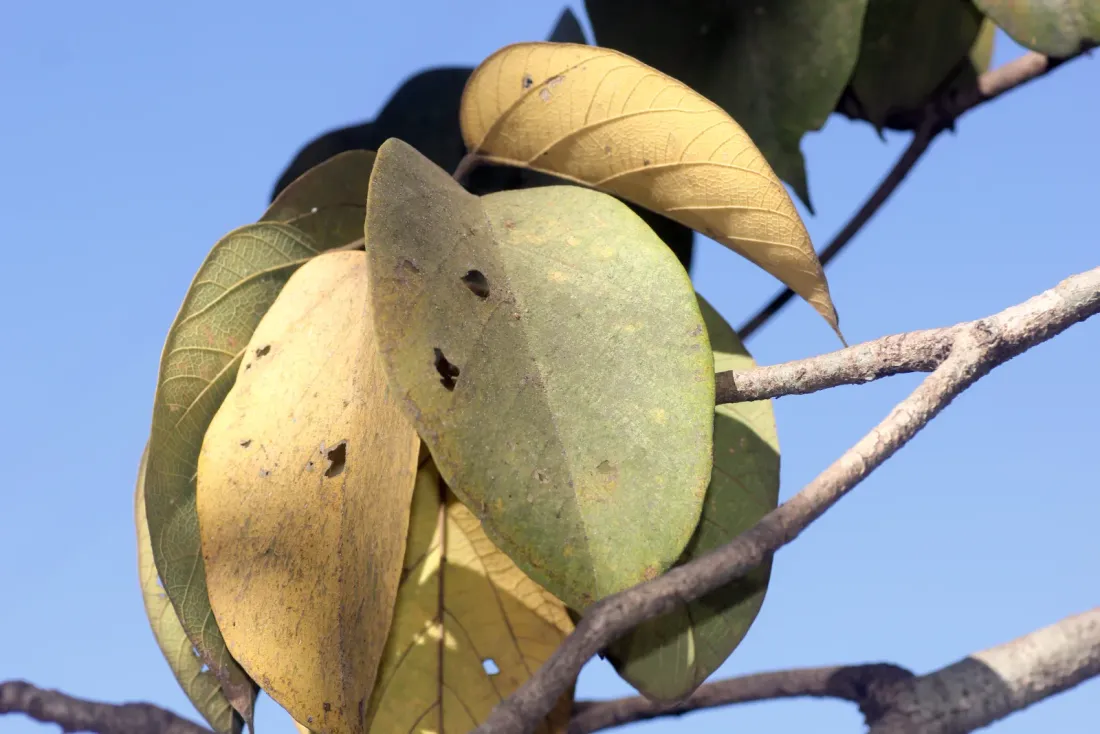 ડવલો (Sterculia guttata)