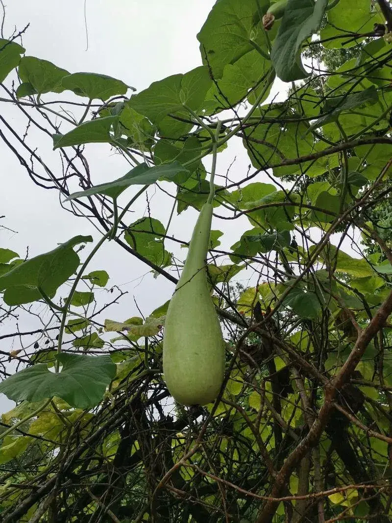 દૂધી (Lagenaria siceraria)